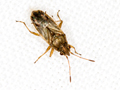 Nysius senecionis